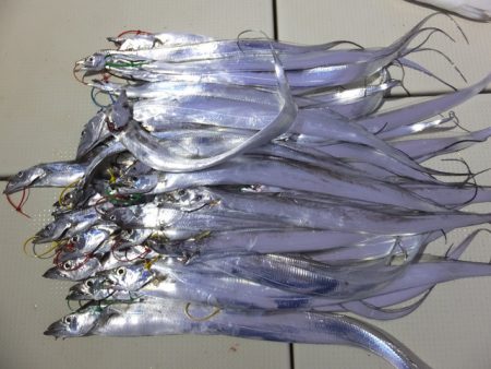 Hit Rush(ヒット ラッシュ) 釣果