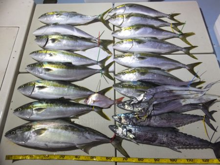 Hit Rush(ヒット ラッシュ） 釣果…