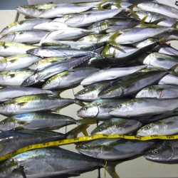 Hit Rush(ヒット ラッシュ） 釣果