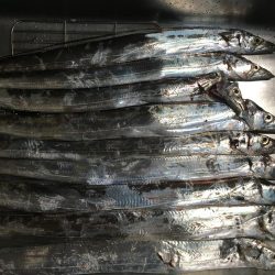 太刀魚 食いが渋い