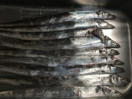 太刀魚 食いが渋い
