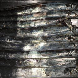 太刀魚 食いが渋い