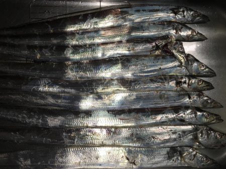 太刀魚 食いが渋い