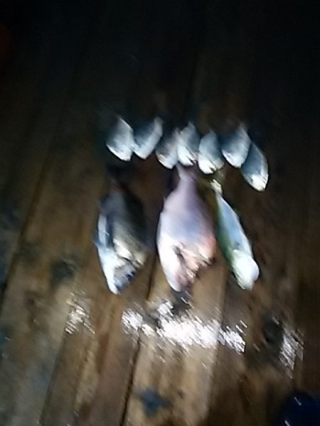 勝丸渡船 釣果