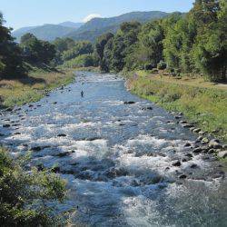 狩野川(狩野川漁業協同組合) 釣果