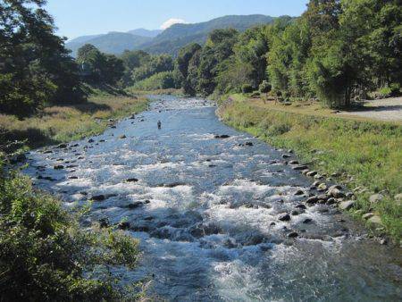 狩野川(狩野川漁業協同組合) 釣果