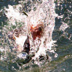 小菅トラウトガーデン 釣果