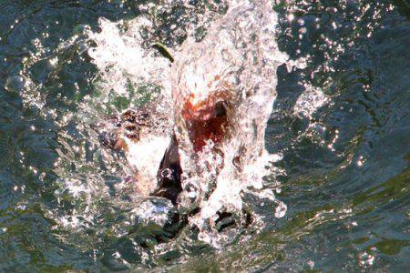 小菅トラウトガーデン 釣果