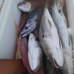 遊漁船 新鋭丸 釣果