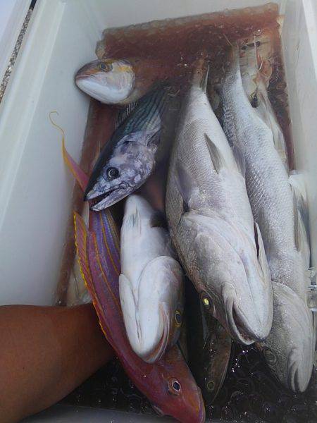 遊漁船 新鋭丸 釣果