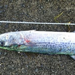 武庫一本日は５番が・・・