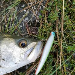 シーバスフィッシング