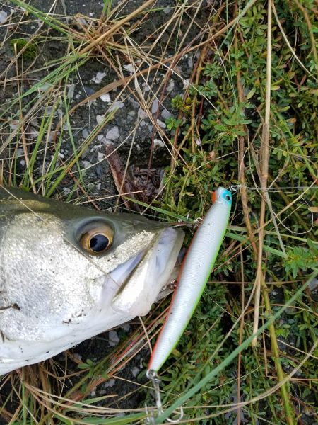 シーバスフィッシング