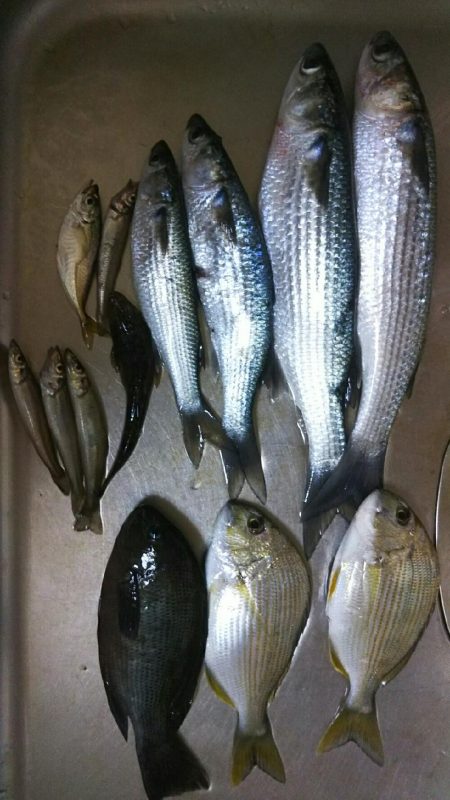 鯛は鯛でも(￣▽￣;)