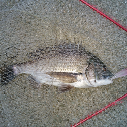 チヌのトップゲーム