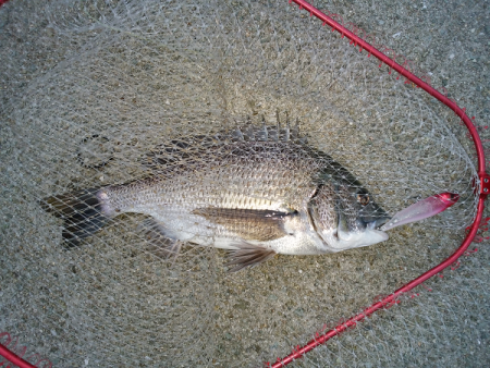 チヌのトップゲーム