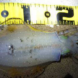 短時間エギング