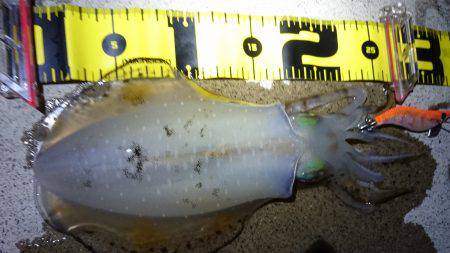 短時間エギング