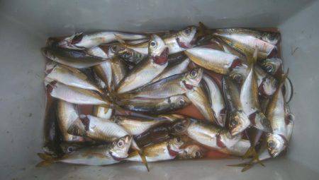 ロックフィッシュ　アジゴ　エギング