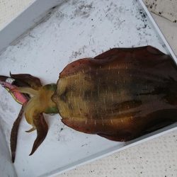 雨の中のボートエギング