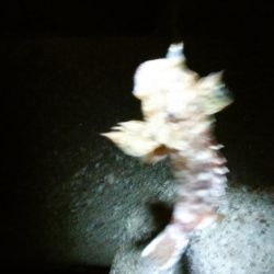 台風後は…いまいち！