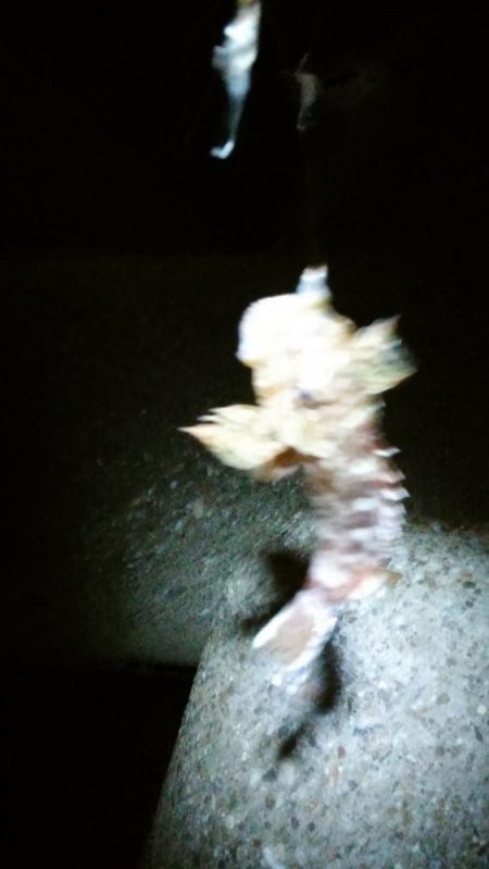 台風後は…いまいち！