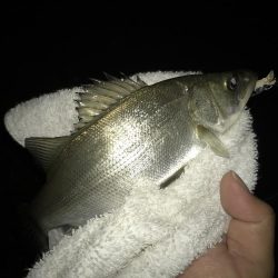 柳の下狙うも不発