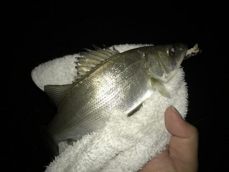 柳の下狙うも不発