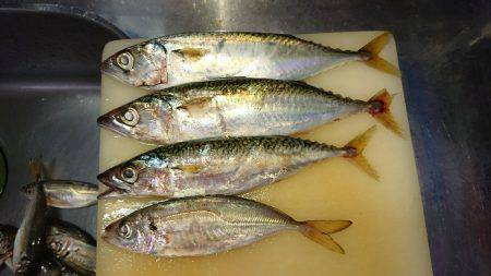 アジング時々ワインド