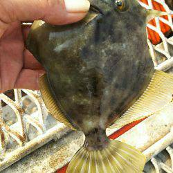 カワハギ釣れすぎ、食べきれない。