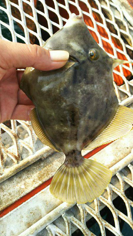 カワハギ釣れすぎ、食べきれない。