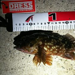 数年ぶりに貝塚港へ