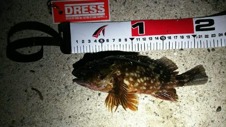 数年ぶりに貝塚港へ