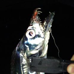 ドラゴンきたー！