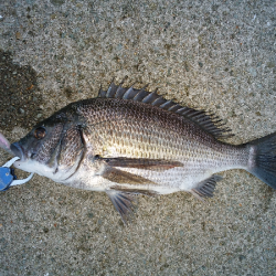 チヌのトップゲーム