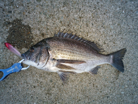 チヌのトップゲーム