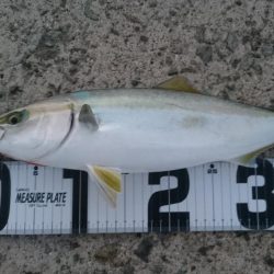 ライトショアジギ