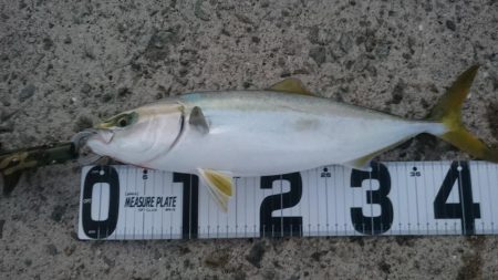 ライトショアジギ