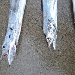 津田でタチウオ