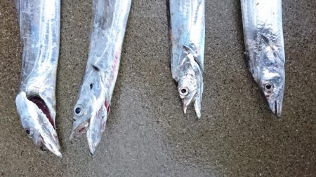 津田でタチウオ