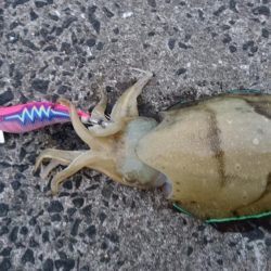 どっぷりエギング