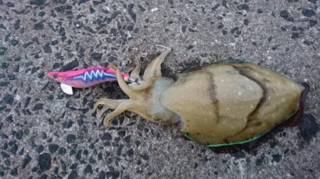 どっぷりエギング