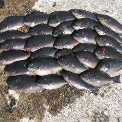 タルイチフカセグレ