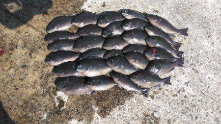 タルイチフカセグレ