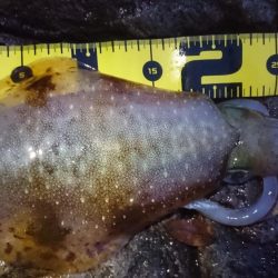 雨の朝マズメ狙い