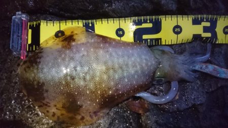 雨の朝マズメ狙い