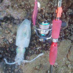 ロックフィッシュ アジゴ エギング