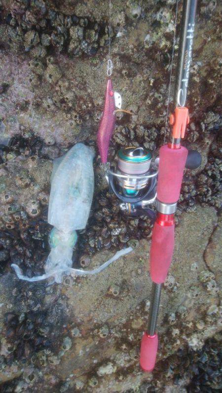 ロックフィッシュ アジゴ エギング