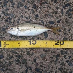 エギング&デイアジング