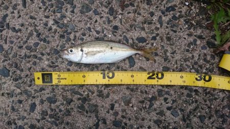 エギング&デイアジング